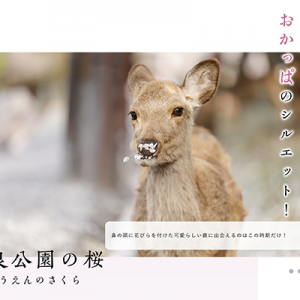 JR東海web 「わたしならtrip2019」奈良の桜特集で写真が掲載されました。