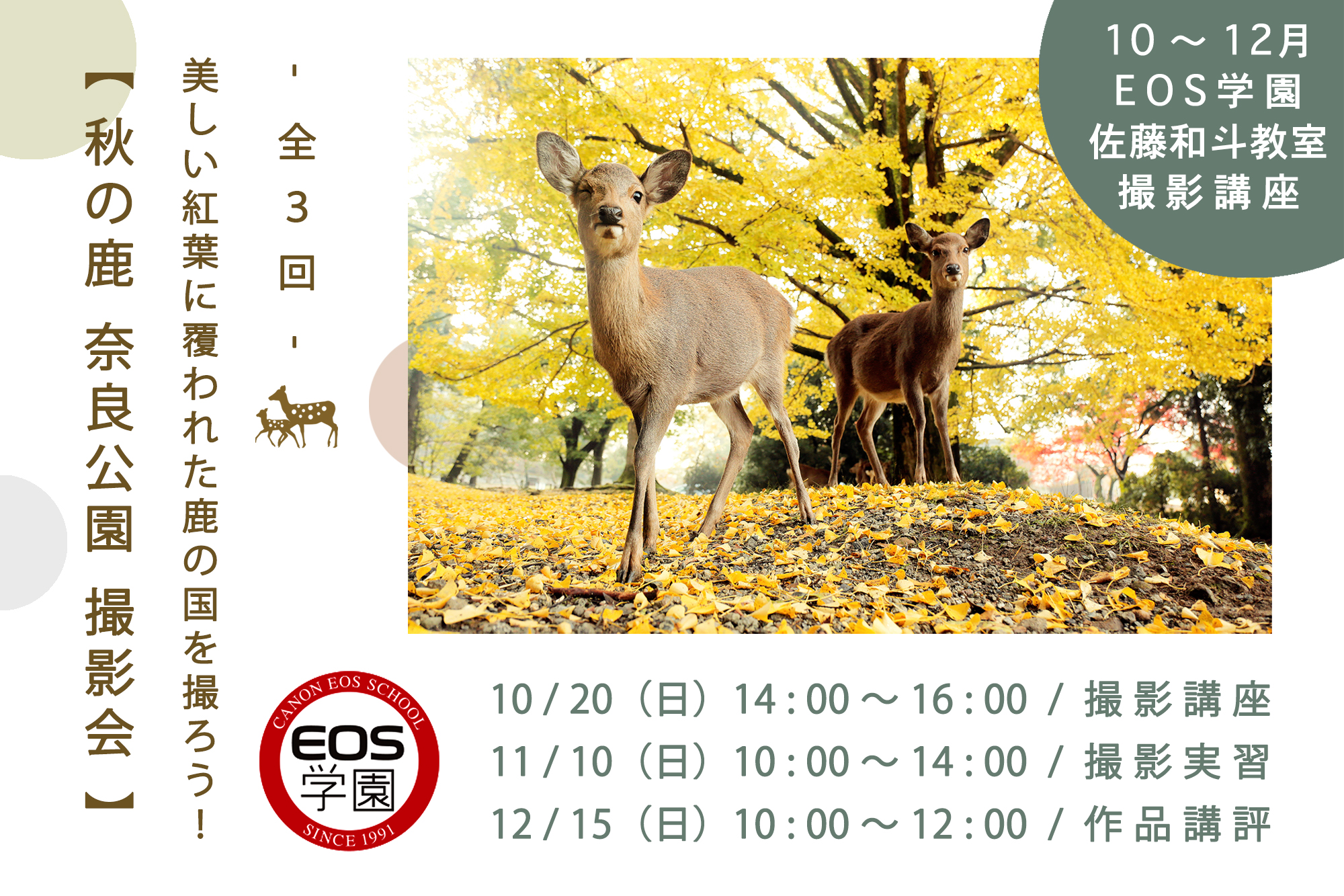 10月のeos学園は 秋の鹿 奈良公園 撮影会 受付中 自然写真家 佐藤和斗