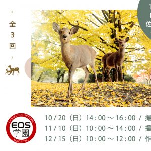 10月のEOS学園は「 秋の鹿 奈良公園 撮影会 」受付中！