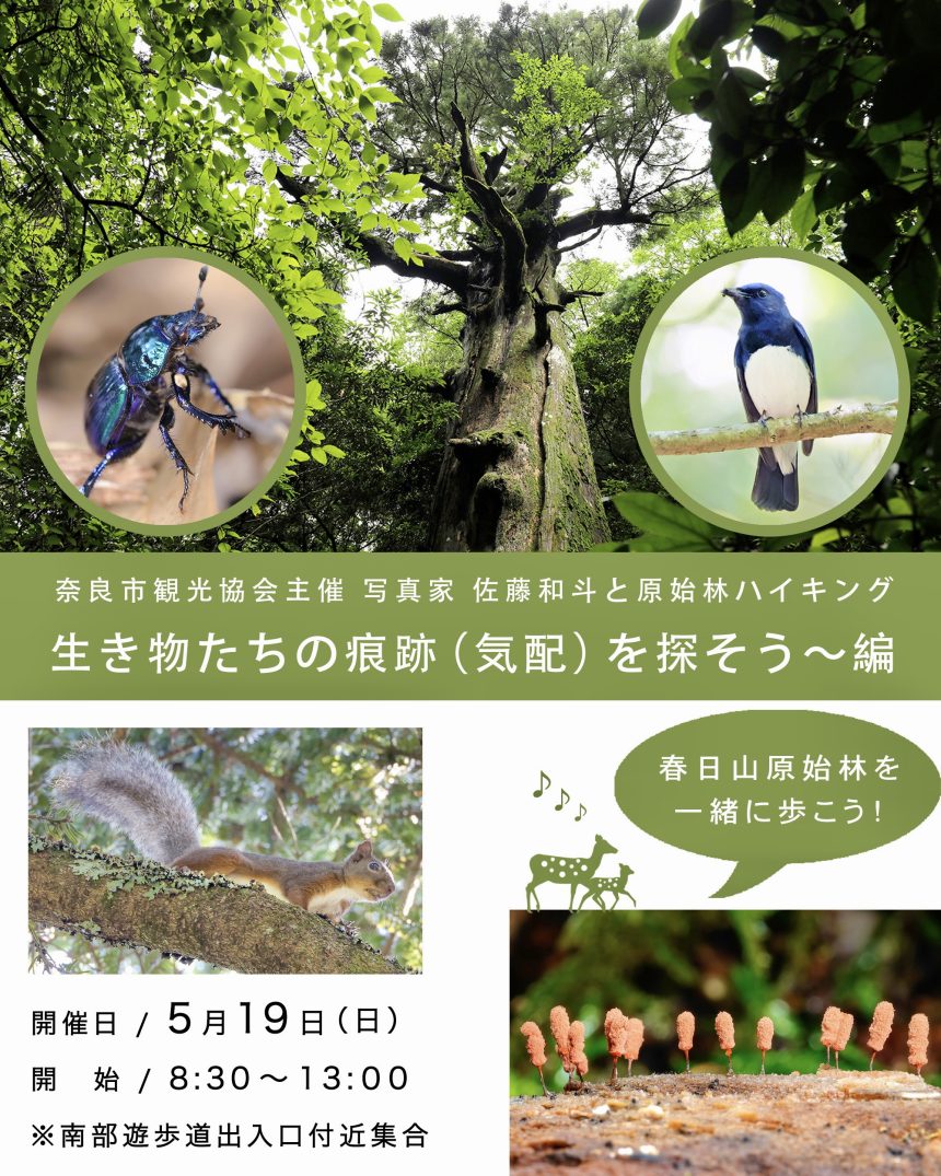 ５月１９日（日）開催！ 奈良市観光協会主催の春日山原始林ハイキング イベントのお知らせ