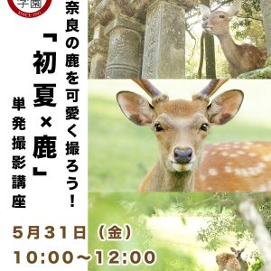 5月31日 奈良の可愛く撮ろう！「初夏 × 鹿」撮影講座