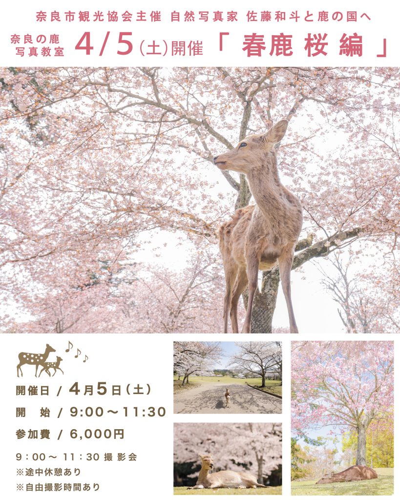 奈良の鹿 春夏 写真教室 ! 観光協会主催 佐藤和斗と一緒に鹿の国へ