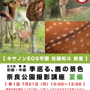 Canon EOS学園 2025年 7月 〜 9月 夏の鹿 撮影講座のお知らせです!