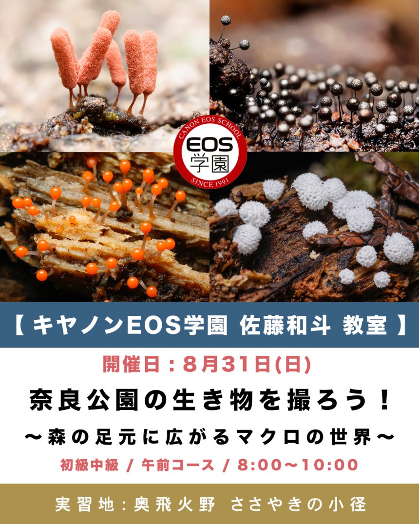 キヤノンEOS学園 ８月３１日(日)開催！奈良公園の生き物を撮ろう！〜 森の足元に広がるマクロの世界 〜 