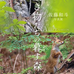 キヤノンギャラリー銀座・大阪、佐藤和斗 写真展 「 生き物たちの暮す森 」のお知らせ。