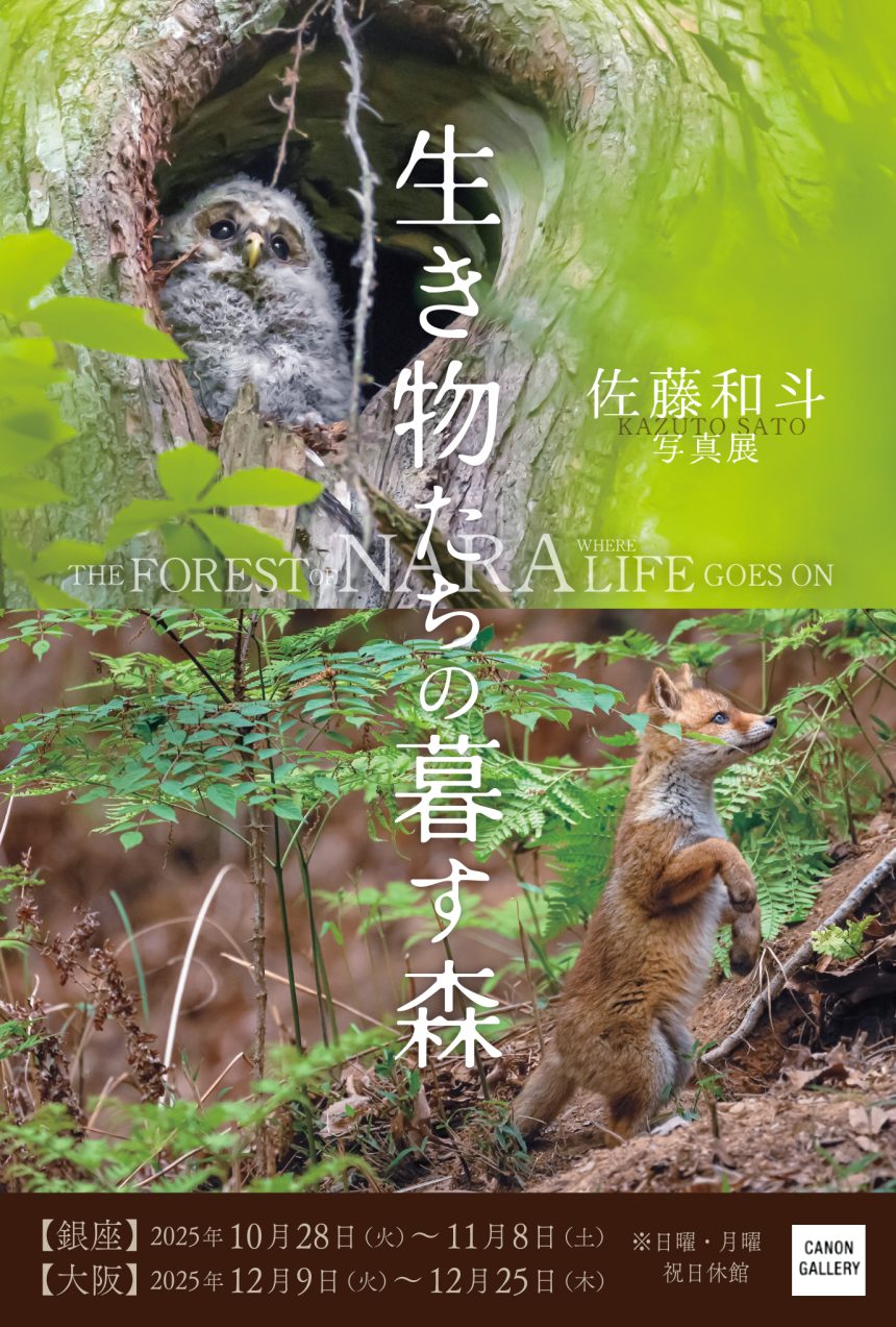 キヤノンギャラリー銀座・大阪、佐藤和斗 写真展 「 生き物たちの暮す森 」のお知らせ。