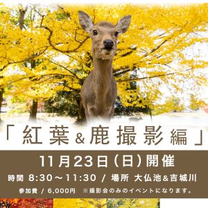 １１月２３日（日）奈良市観光協会主催 奈良の鹿・写真教室の紅葉撮影イベント