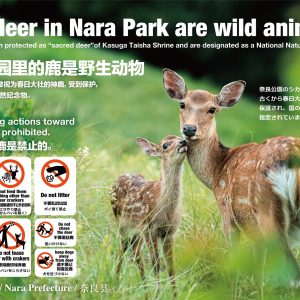 奈良の鹿の大型の啓発看板に親子鹿の作品を提供させていただきました。 奈良の鹿の大型の啓発看板に親子鹿の作品を提供させていただきました。